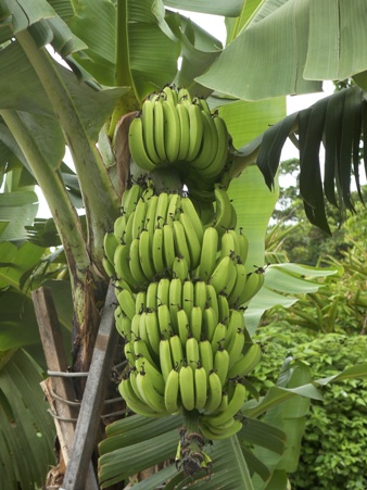 野菜・熱帯果樹の苗 ＞ その他、熱帯果樹 ＞ 島バナナ苗 【2鉢セット】