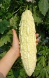 ������S�[���[�i�ږؕc�j�@�Q��