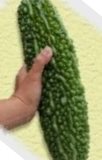 �������S�[���[�c�@�Q��