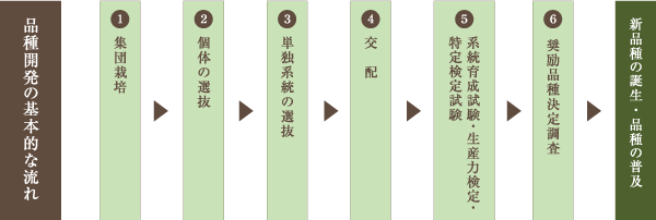 品種開発の基本的な流れ